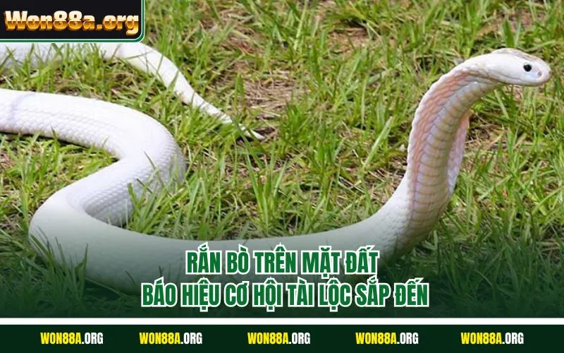 Rắn bò trên mặt đất báo hiệu cơ hội tài lộc sắp đến
