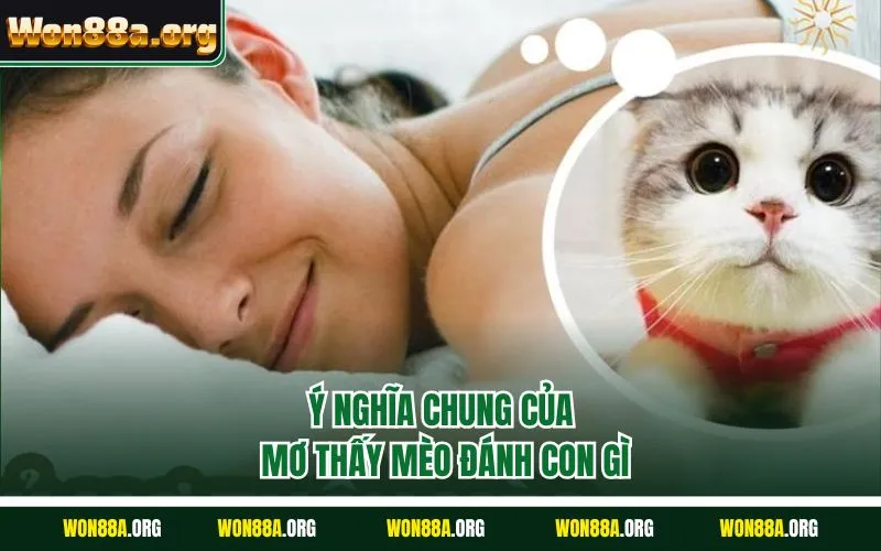 Ý nghĩa chung của mơ thấy mèo đánh con gì